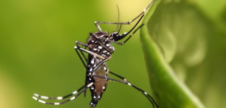 Rio Grande do Sul registra mais dois óbitos por dengue