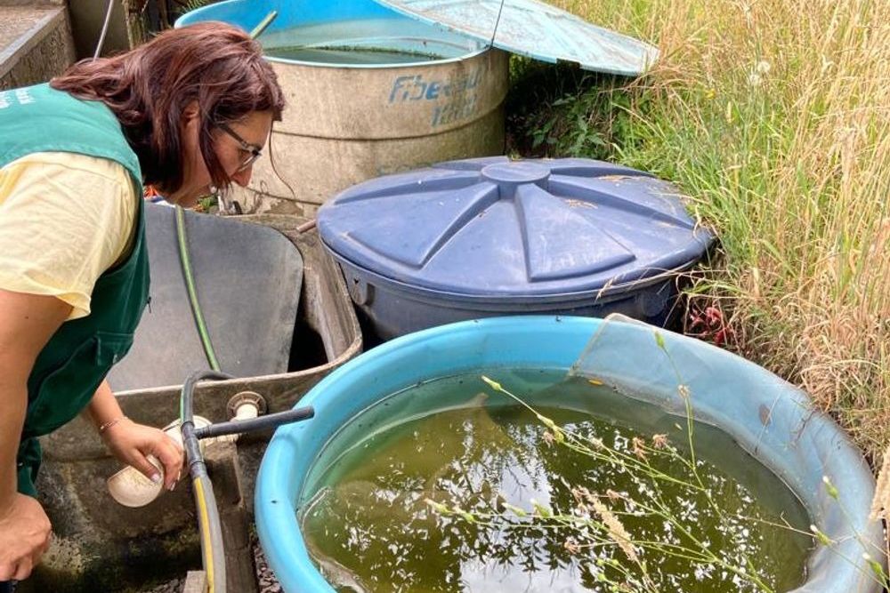 Caxias do Sul registra 348 focos do mosquito da dengue